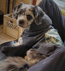 Dog Hoodie Fundy National Bark