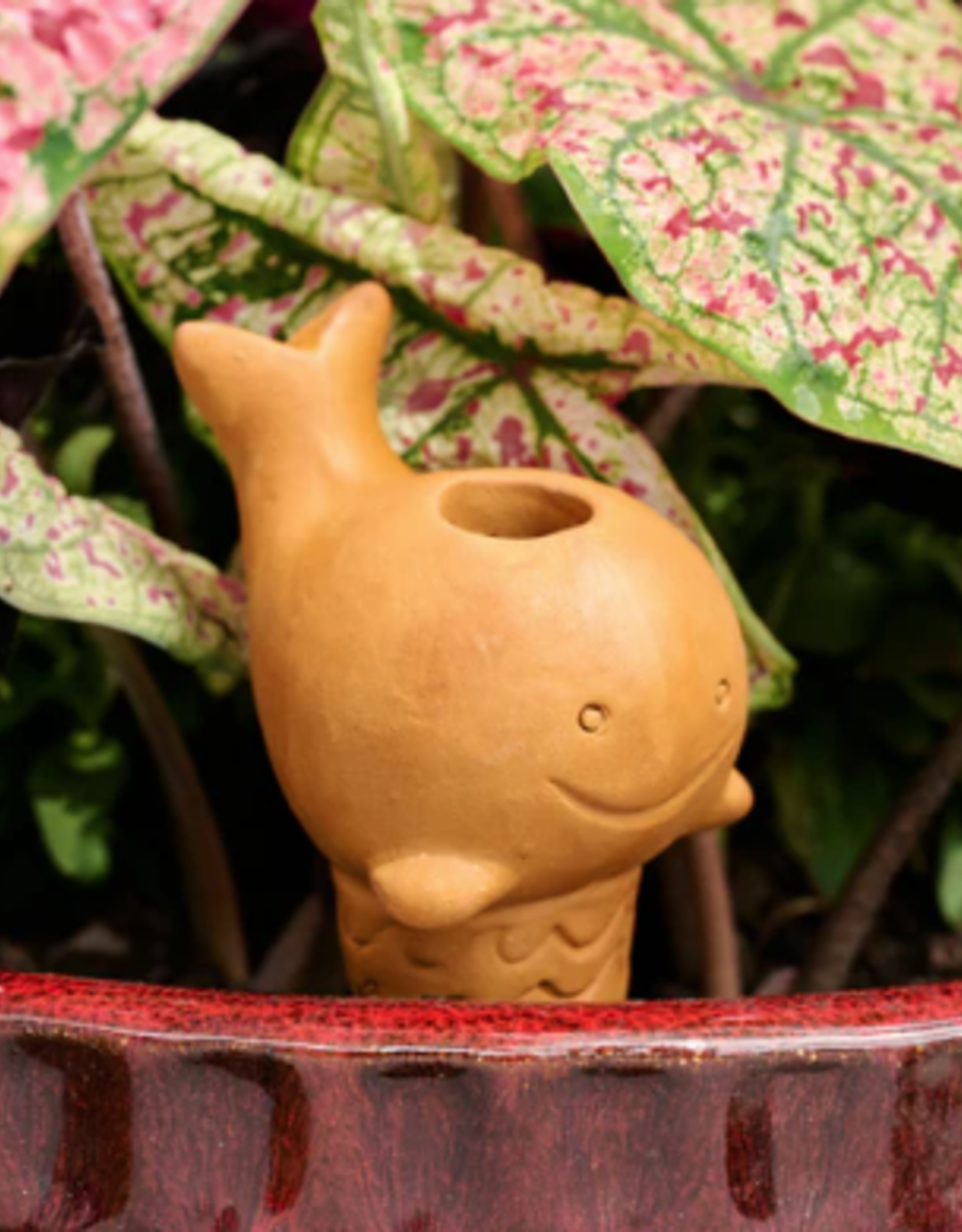 Bangladesh Whale Self Watering Plant Pet - Bangladesh