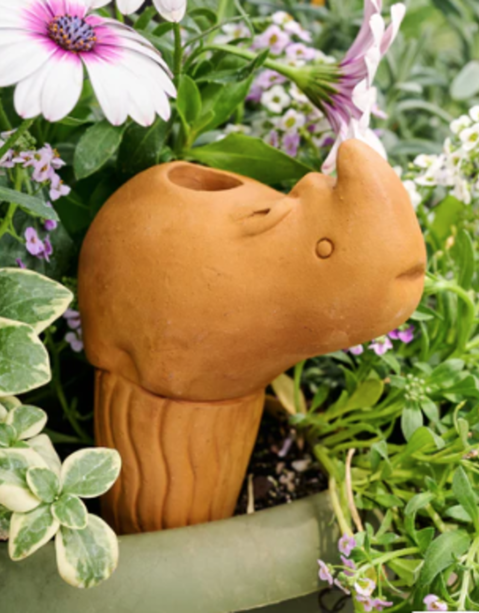 Bangladesh Rhino Self Watering Plant Pet - Bangladesh
