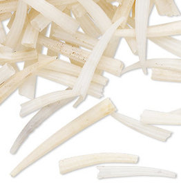 Dentalium Shell 13-26mm undrilled/30gms