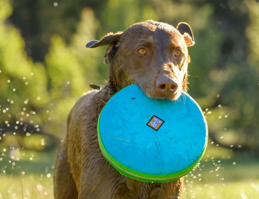 ruffwear dog frisbee