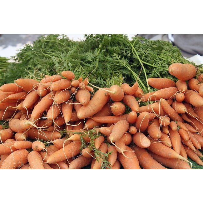 Carrot Bale Cello, 2 lb