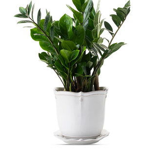 JULISKA Berry & Thread 7"  Whitewash Planter & Saucer