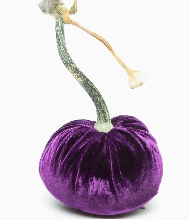 HOT SKWASH HOT SKWASH 4" Silk Velvet Pumpkin, Violet