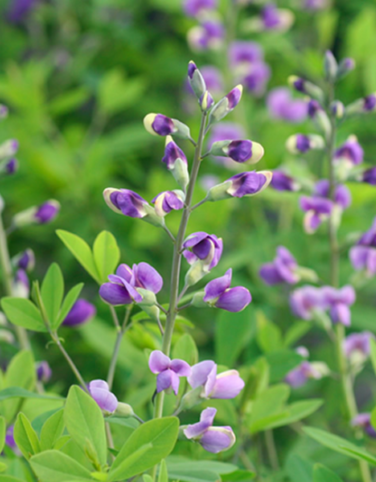 Variety of Baptisia Flowers - Kent Greenhouse & Gardens