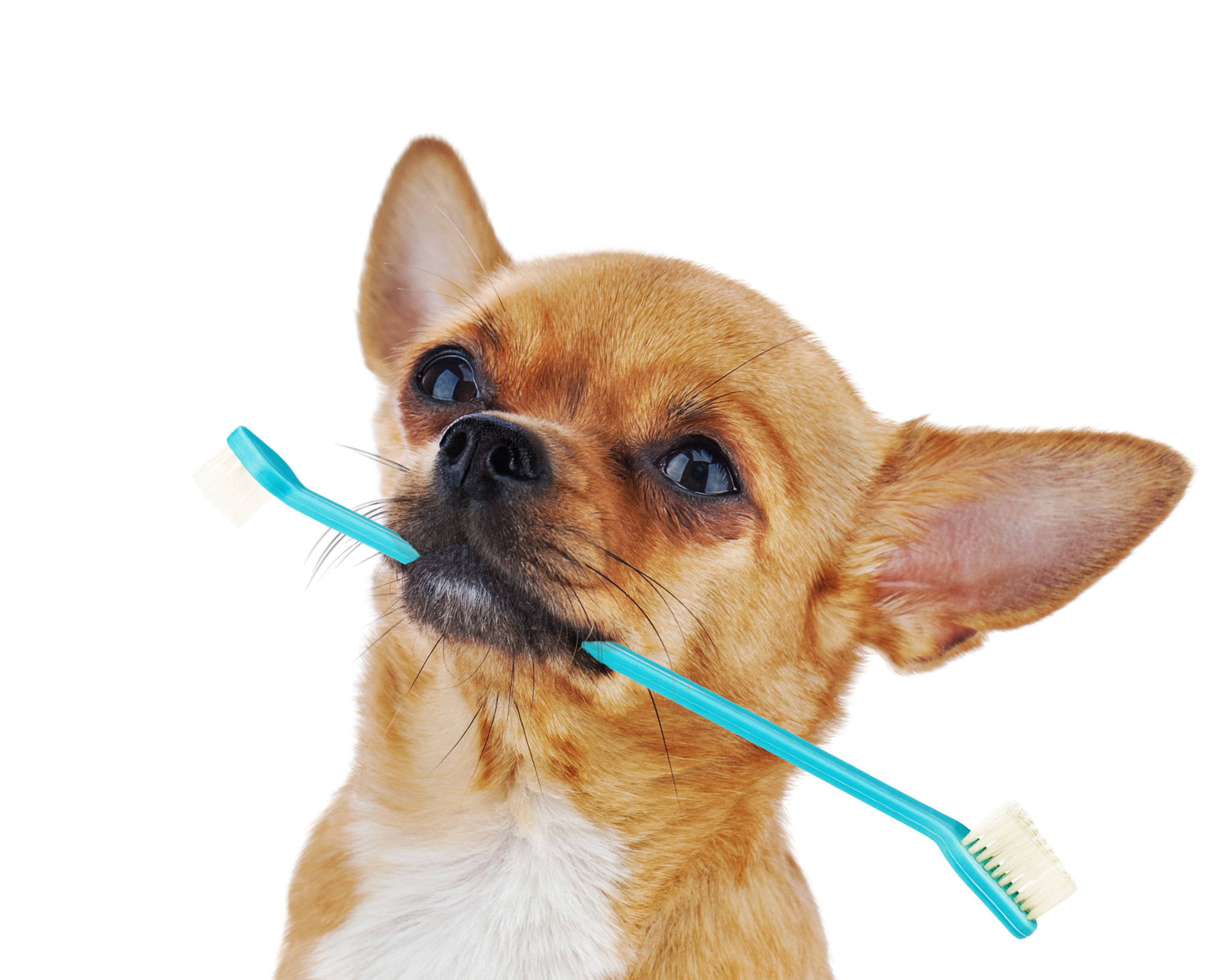 5 ways to take care of your dog's oral health