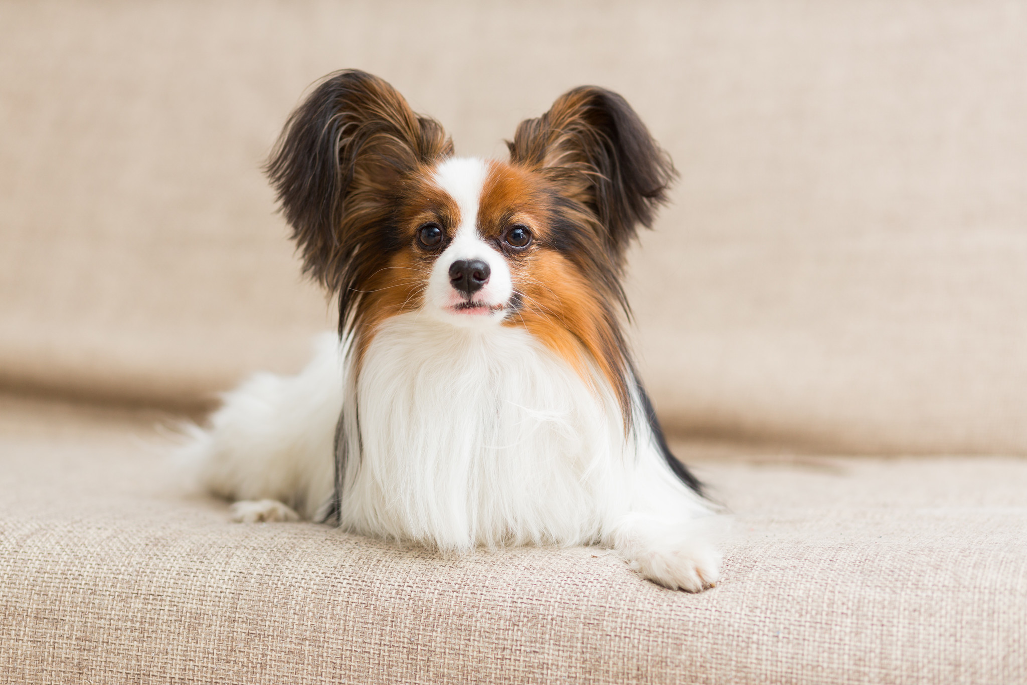 Dog Grooming Q&A