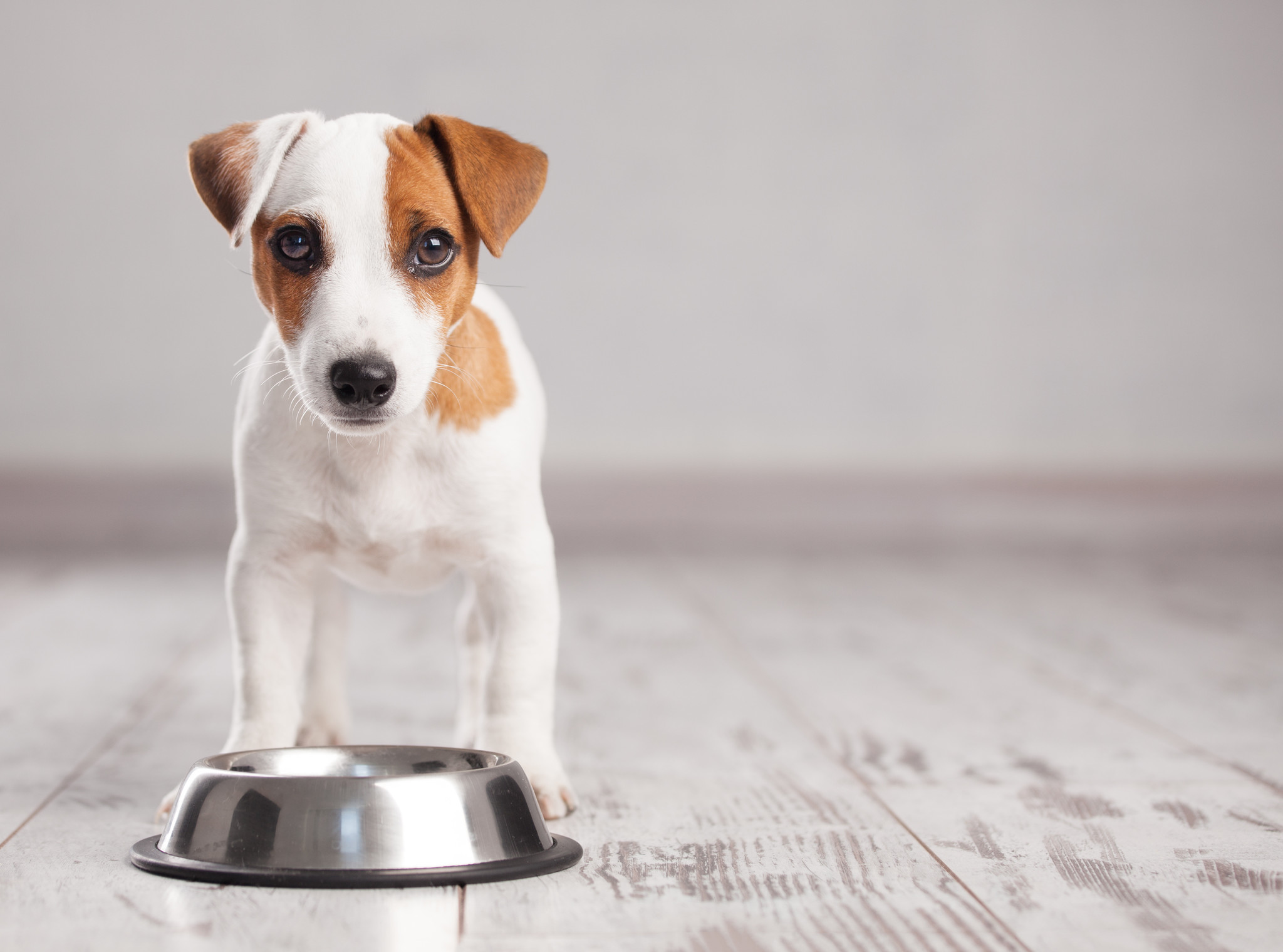 4 tips that will get your picky dog to eat