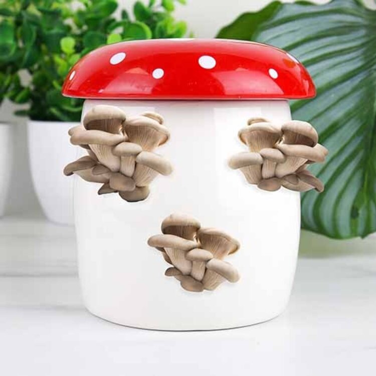 Gift Republic Gift Republic - Mushroom Grow Kit