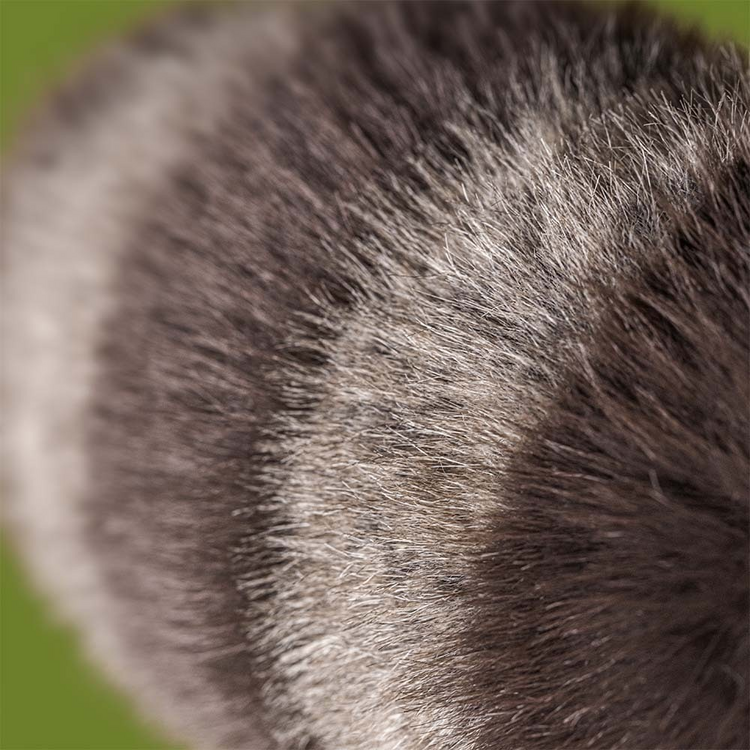 Jellycat Jellycat - Trixiwoo Raccoon