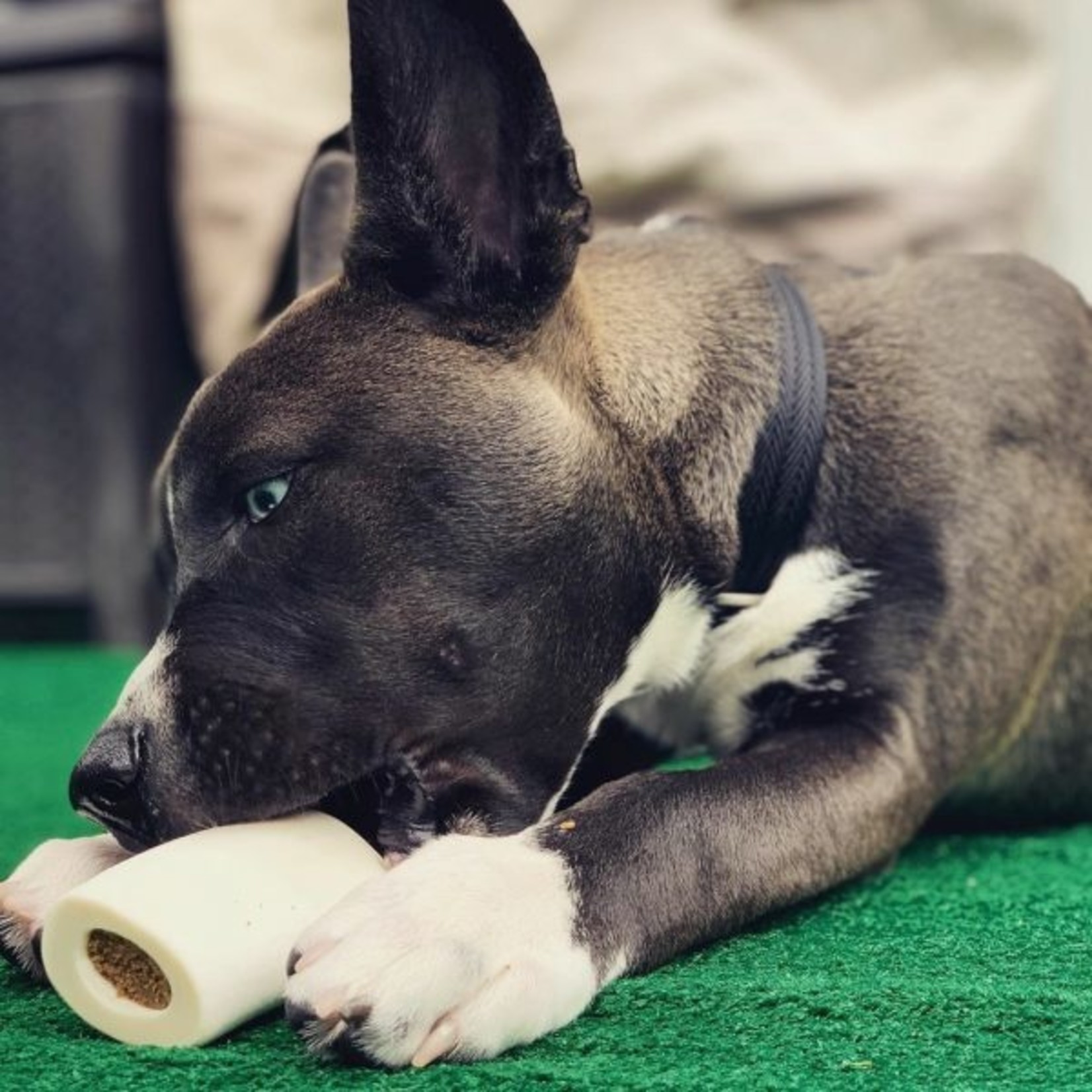 Redbarn Redbarn Filled Bones Chicken & Apple Dog Chew