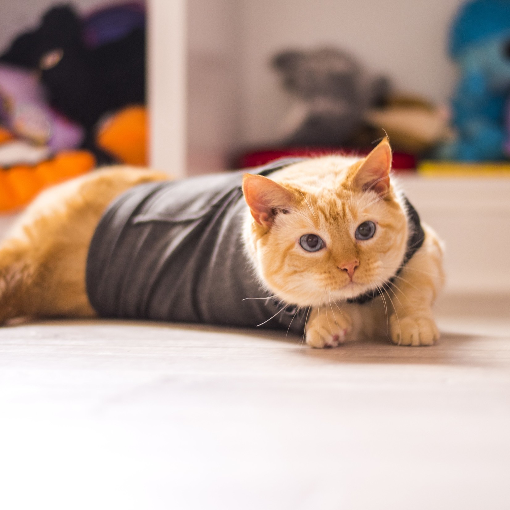 Thunderworks ThunderWorks ThunderShirt Calming Vest for Cats