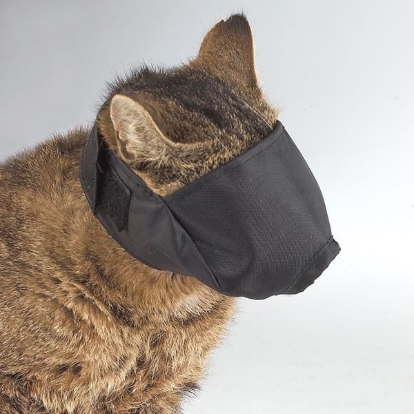cat globe muzzle