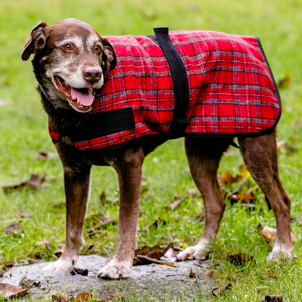 Flannel Plaid Dog Jacket Hugglehounds Fall and Winter Dog Coat Howl