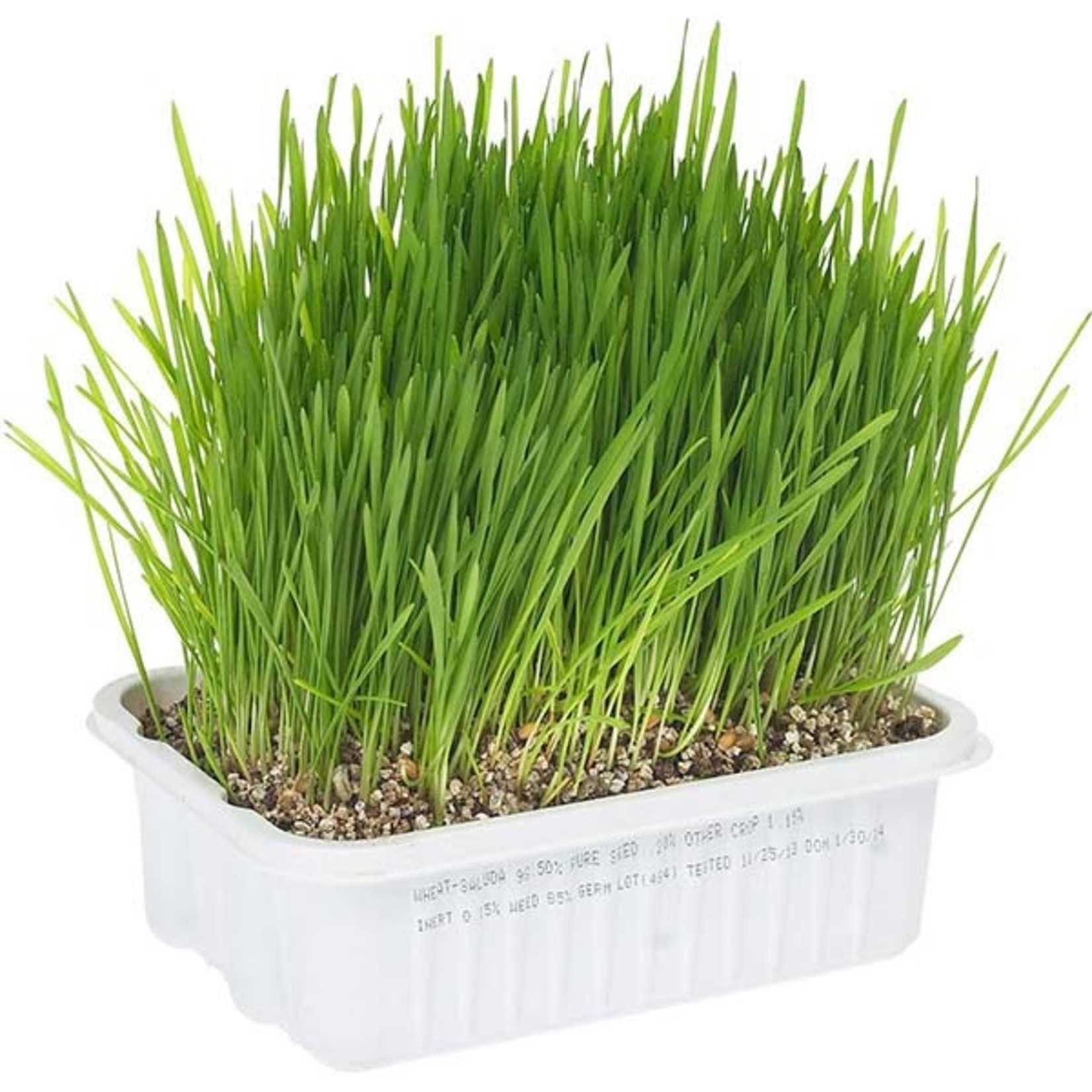 CatAbout Cat Grass Plus Multi Cat Size Grass Growing Kit 150g