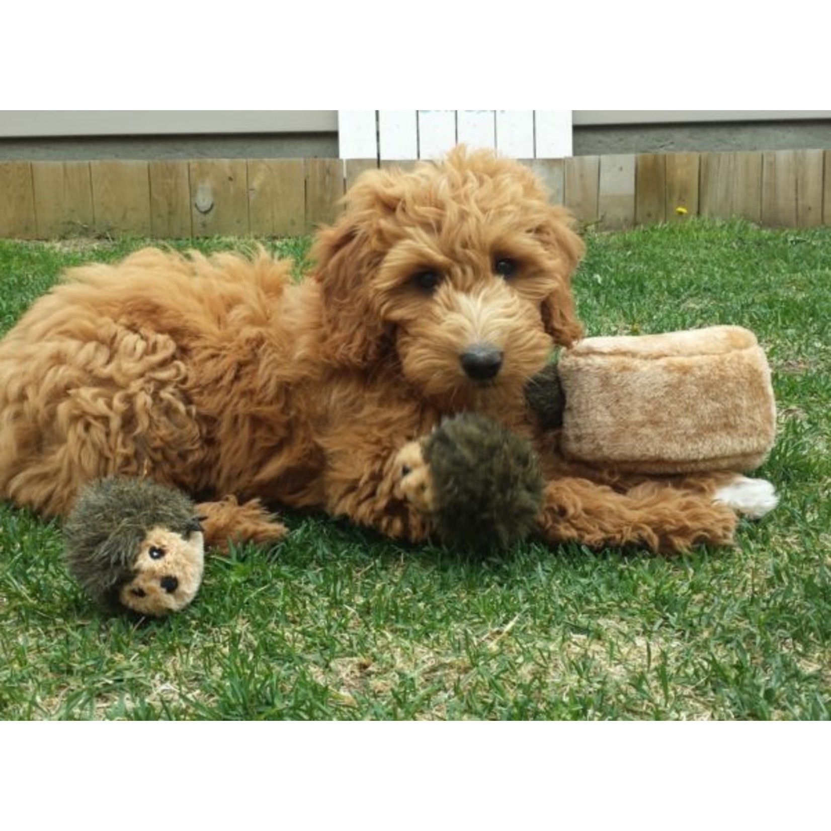 Zippy Paws Burrows Hedgehog Den Dog Toy