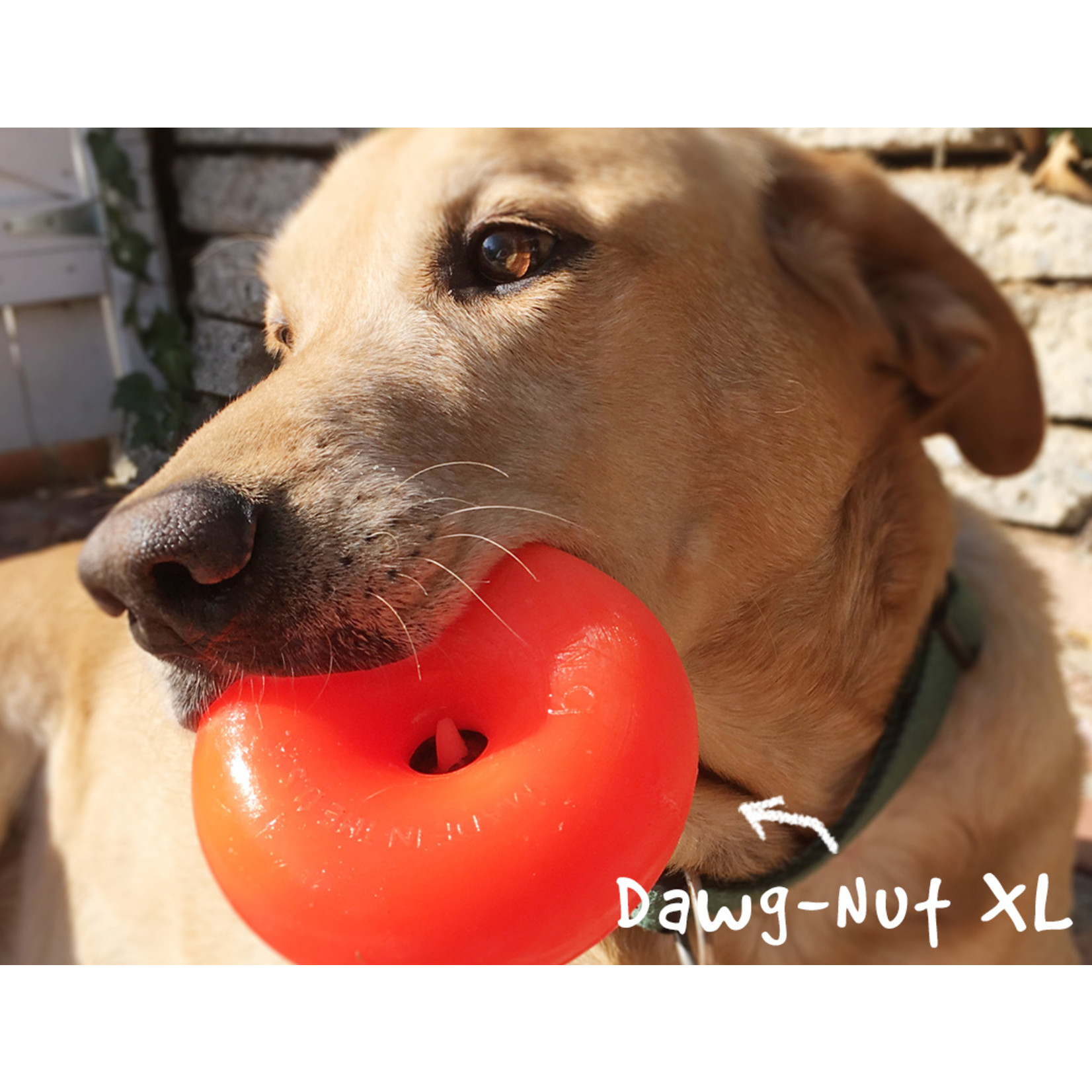 Ruff Dawg Ruff Dawg Dawg Nut XL Indestructable Rubber Donut Dog Toy
