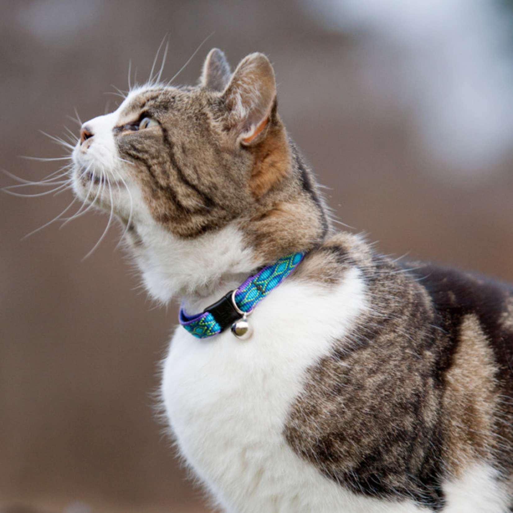 Lupine Lupine 1/2in Breakaway Safety Cat Collar Various Colors/ Designs