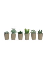 5 1/2 " Succulent in Paper Pot DF0925A