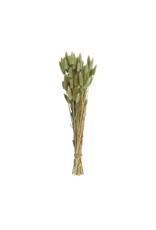 DF0823 15 3/4 Dried Natural Bunny Tail Grass Bunch grn
