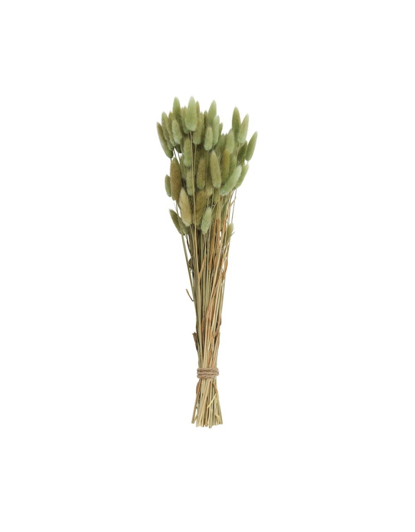 DF0823 15 3/4 Dried Natural Bunny Tail Grass Bunch grn
