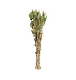 DF0823 15 3/4 Dried Natural Bunny Tail Grass Bunch grn