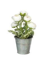102341 Planter White Ranunclus