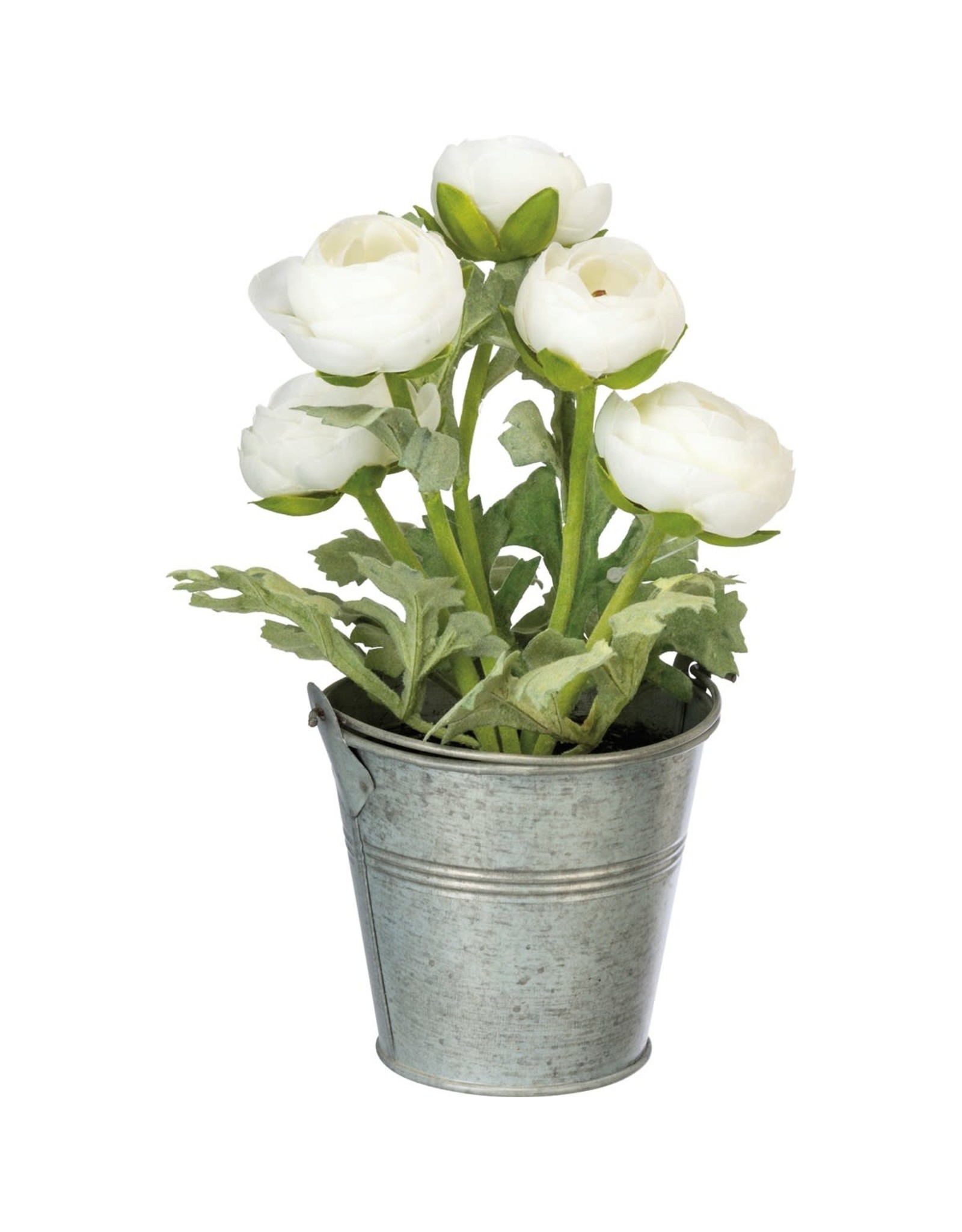 102341 Planter White Ranunclus