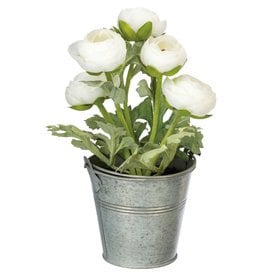 102341 Planter White Ranunclus