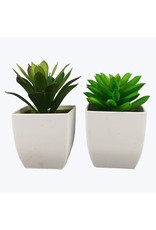 20963 Succulent in Wte Pot 2 styles