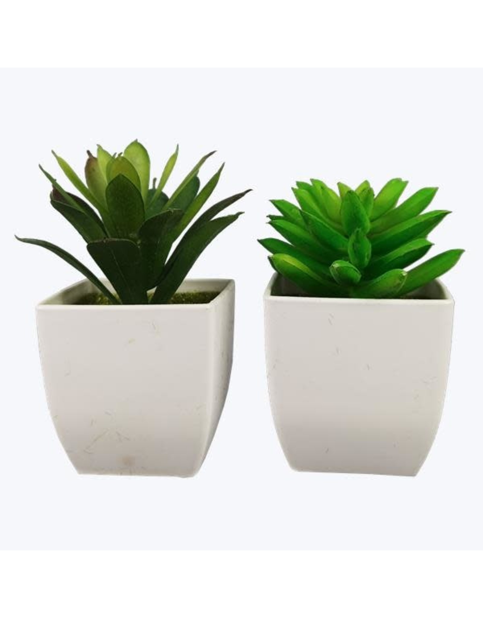 20963 Succulent in Wte Pot 2 styles