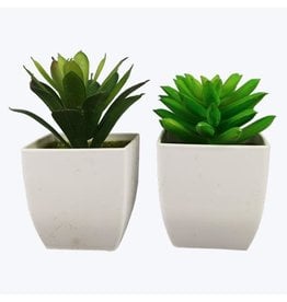 20963 Succulent in Wte Pot 2 styles