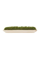 40930049 Prserved Moss Paulowinia Tray