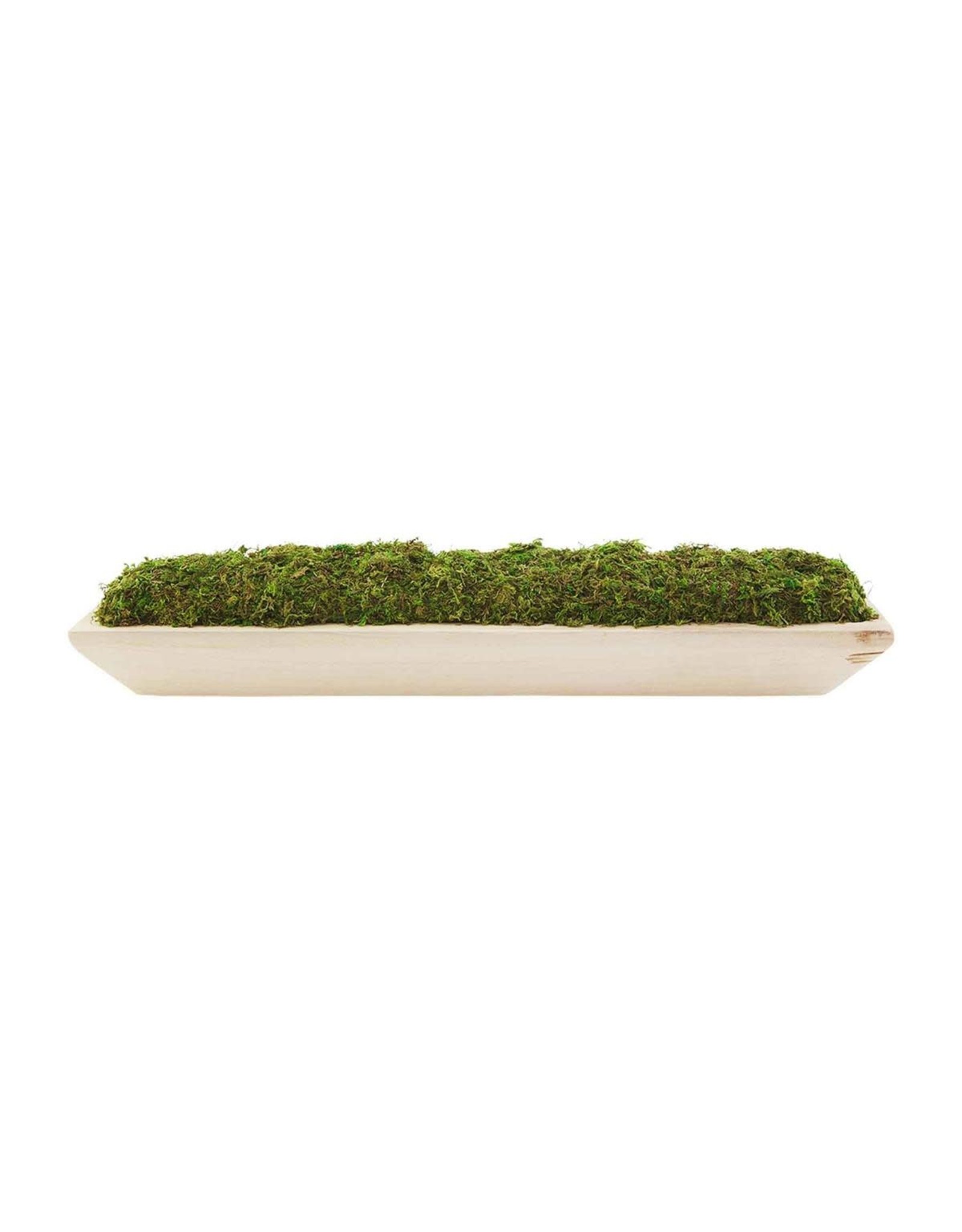 40930049 Prserved Moss Paulowinia Tray