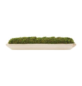 40930049 Prserved Moss Paulowinia Tray