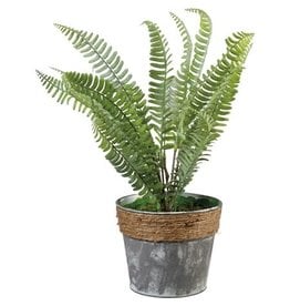 102613 Planter Fern