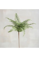 107240 Pick Marsh Fern
