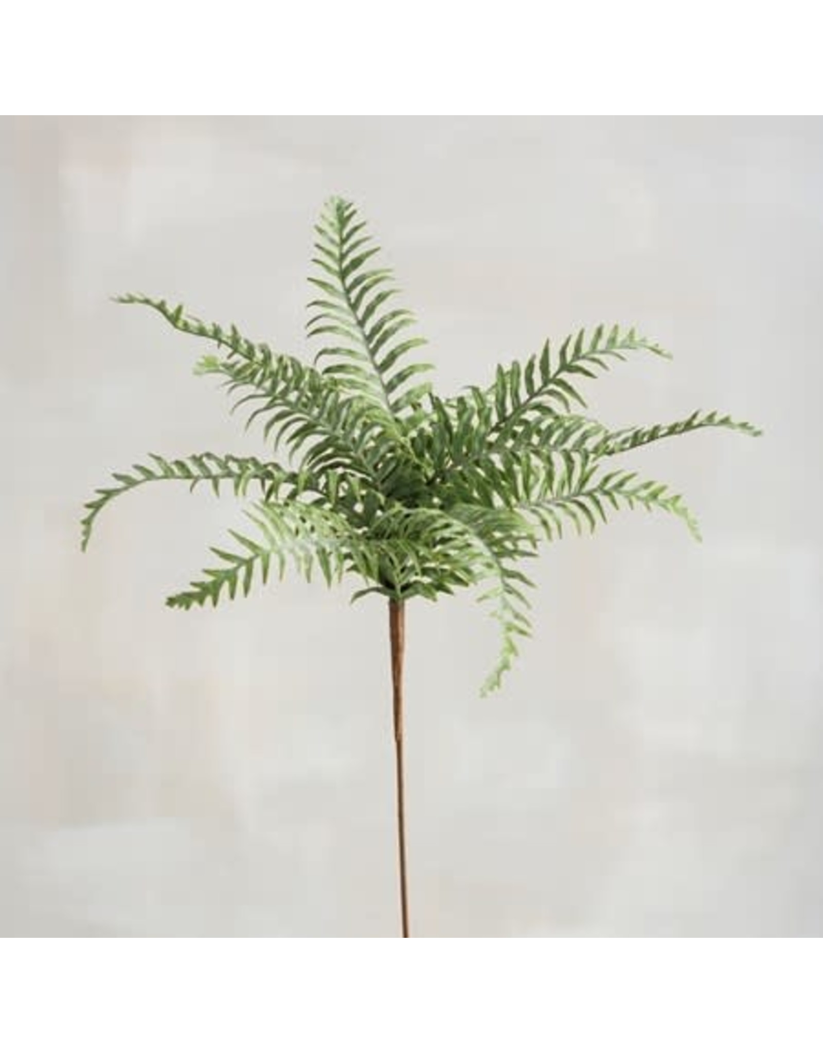 107240 Pick Marsh Fern