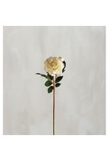 110509 Pick Lg White Rose