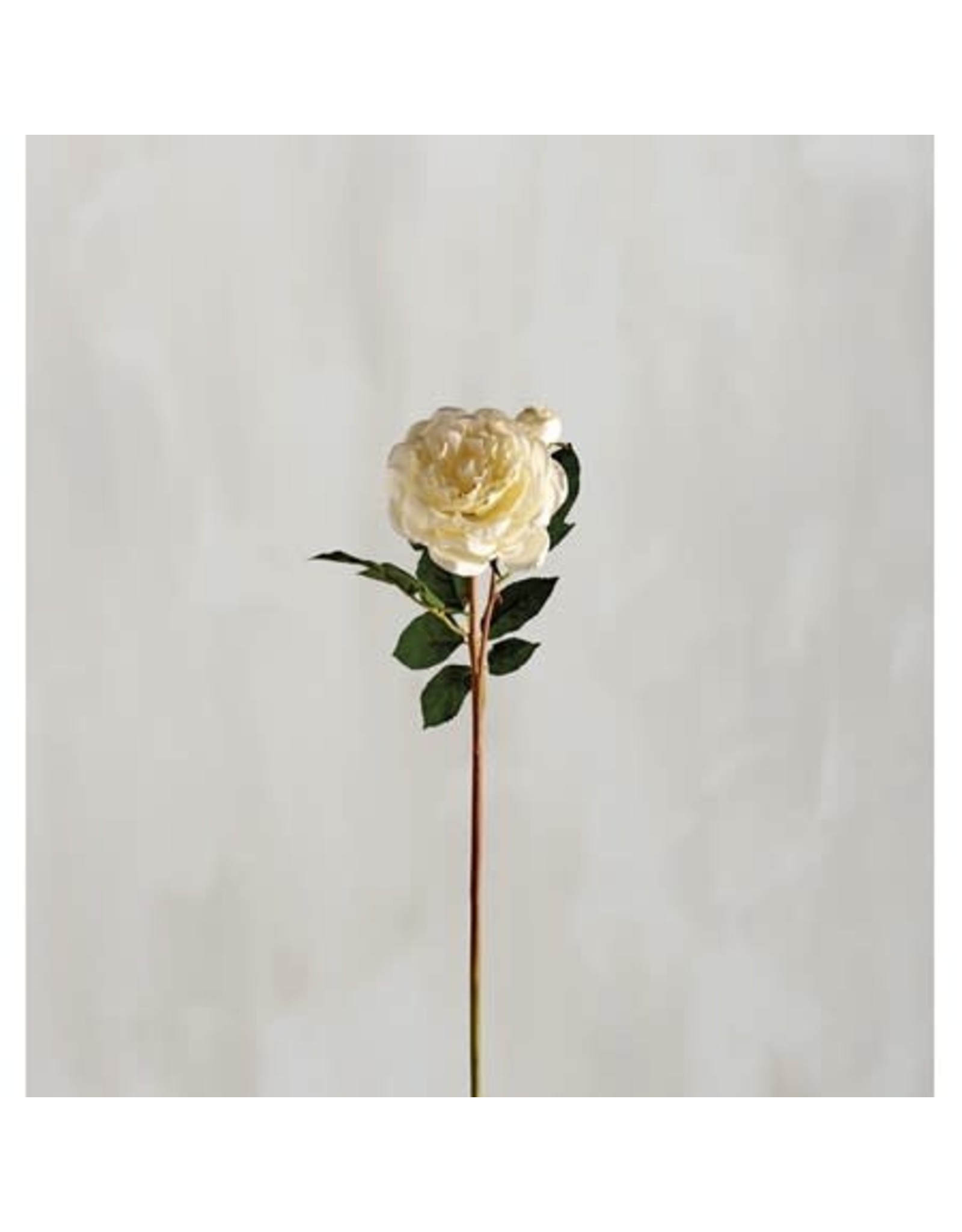 110509 Pick Lg White Rose