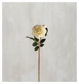 110509 Pick Lg White Rose