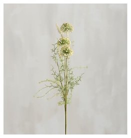 110515 Pick White Allium