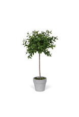 EBQ90568 Mini Boxwood Topiary
