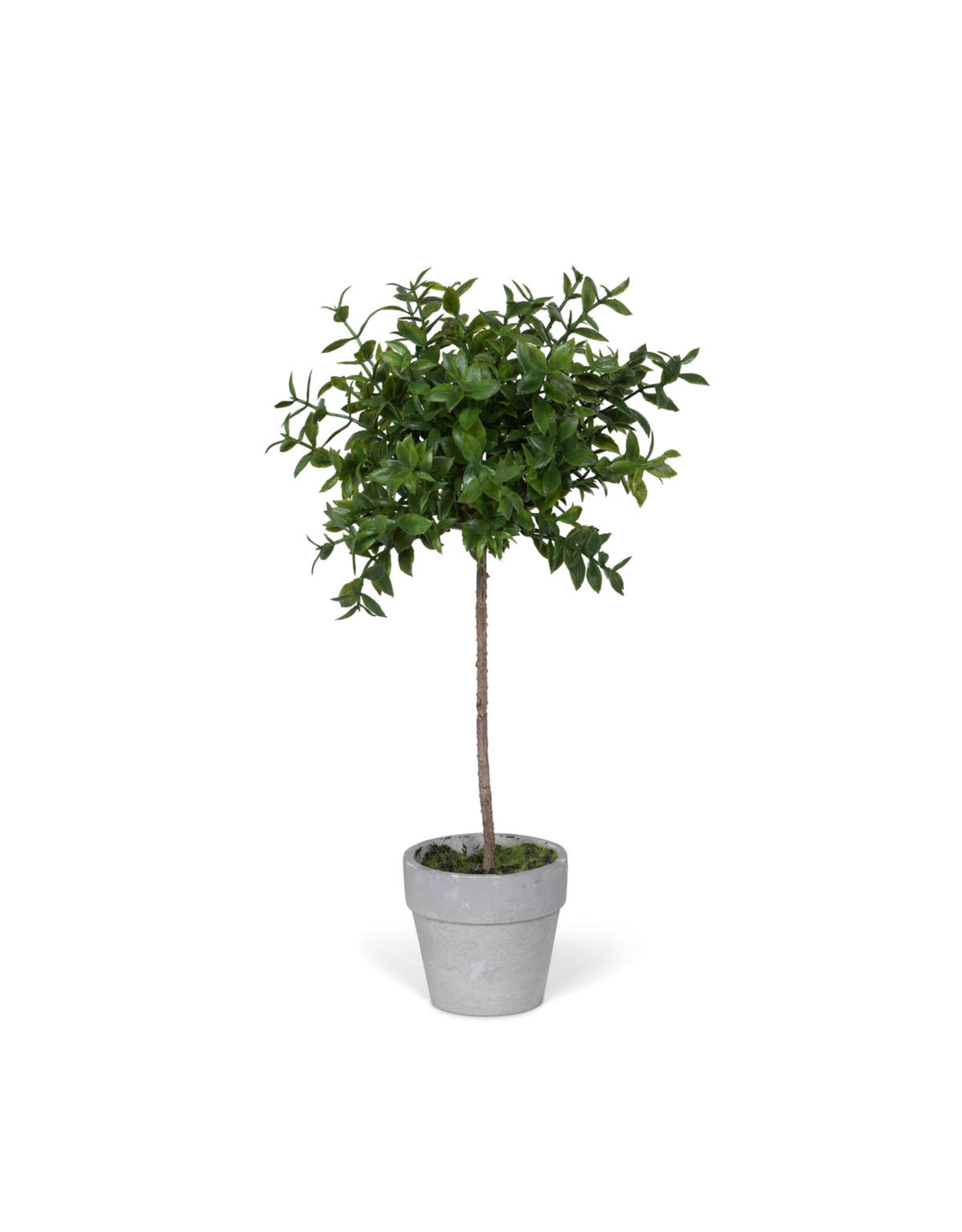 EBQ90568 Mini Boxwood Topiary