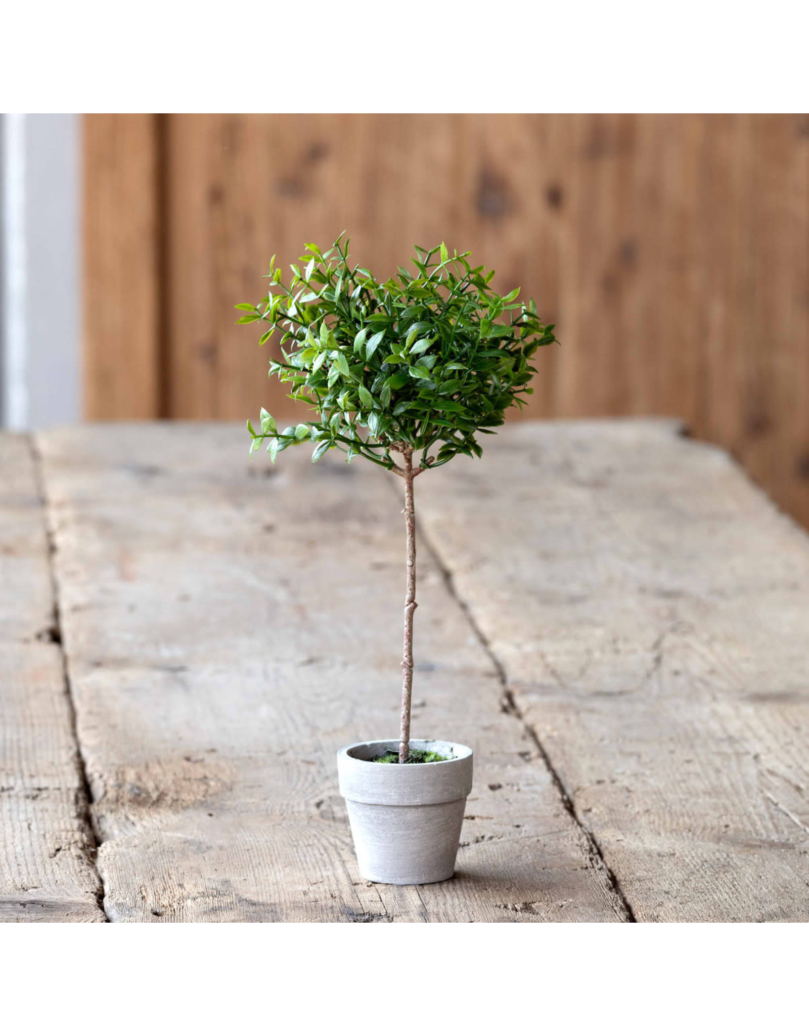 EBQ90568 Mini Boxwood Topiary