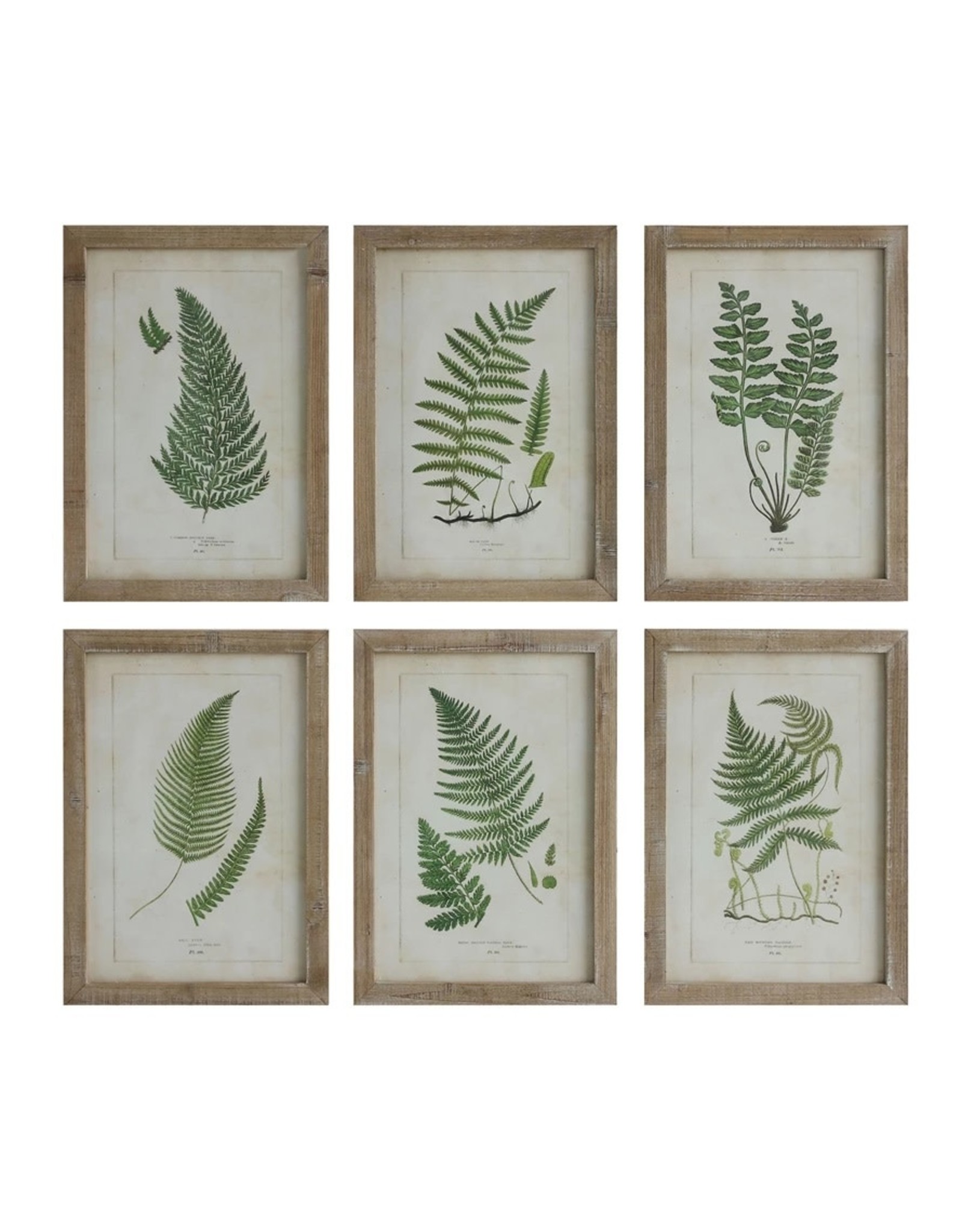 Wall Art Ferns 6 Styles EACH DA6912A