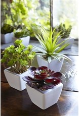 62421 Potted Succulent (6 Asst) 7"H GR/BU