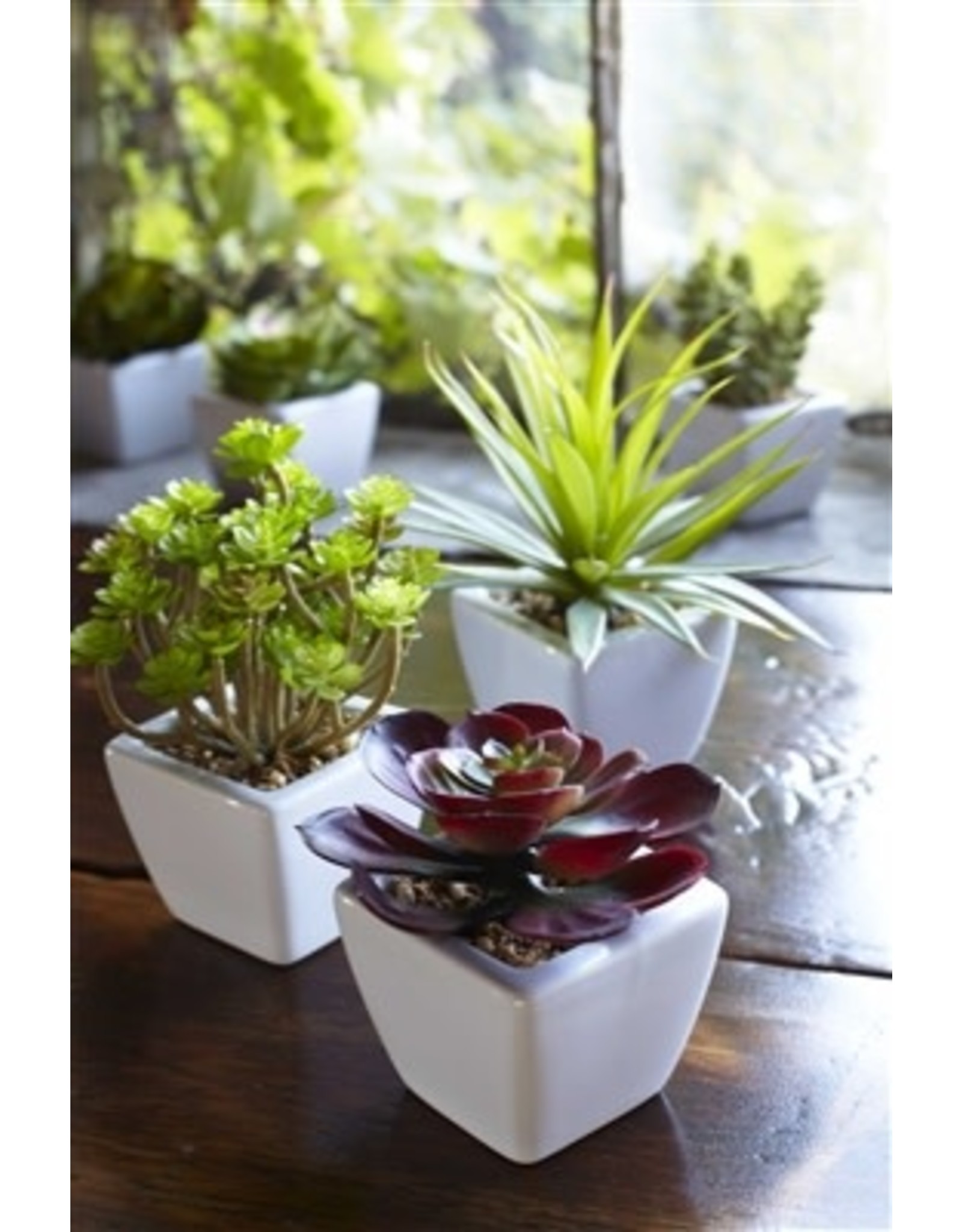 62421 Potted Succulent (6 Asst) 7"H GR/BU