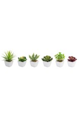 62421 Potted Succulent (6 Asst) 7"H GR/BU