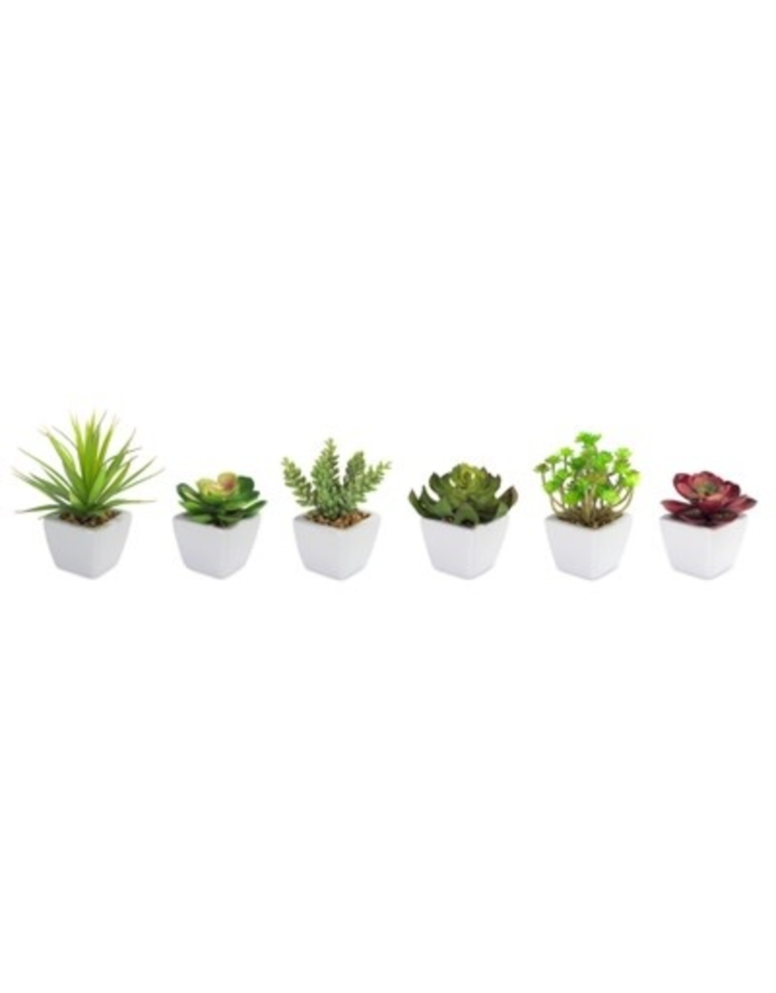 62421 Potted Succulent (6 Asst) 7"H GR/BU